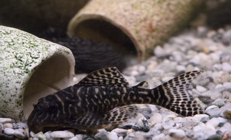 KingTigerPleco.jpg