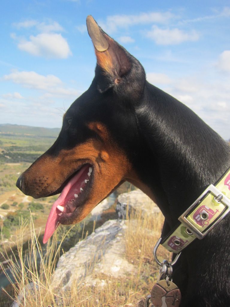 Moving on to Nasal Strips...where do I place them? Doberman Forum