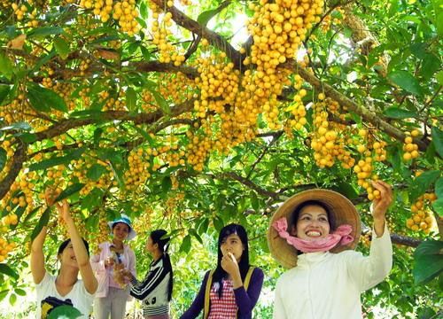 Cu Lao Tan Phong vietnam discover 