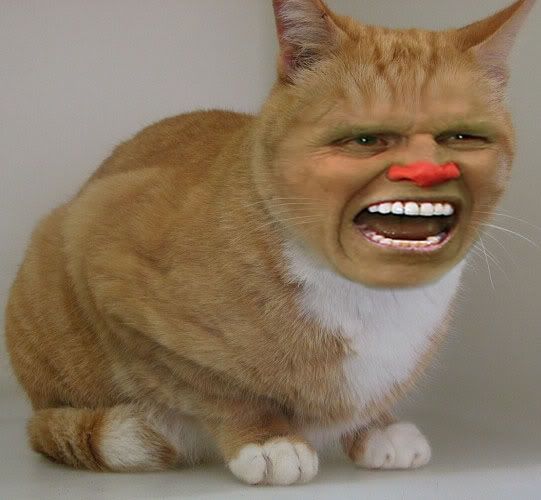 buseycat.jpg