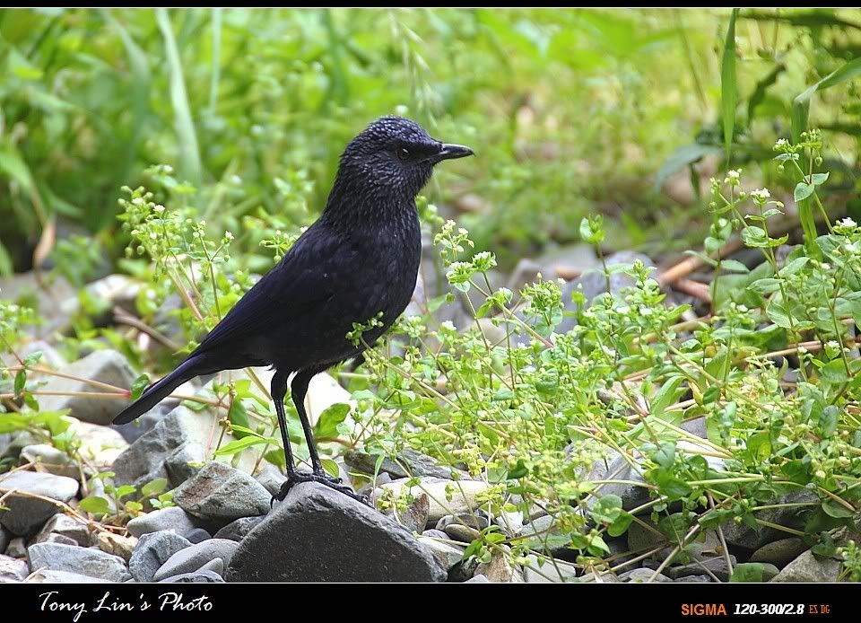 http://i1026.photobucket.com/albums/y330/tonylin2010/birds/IMG_7255.jpg