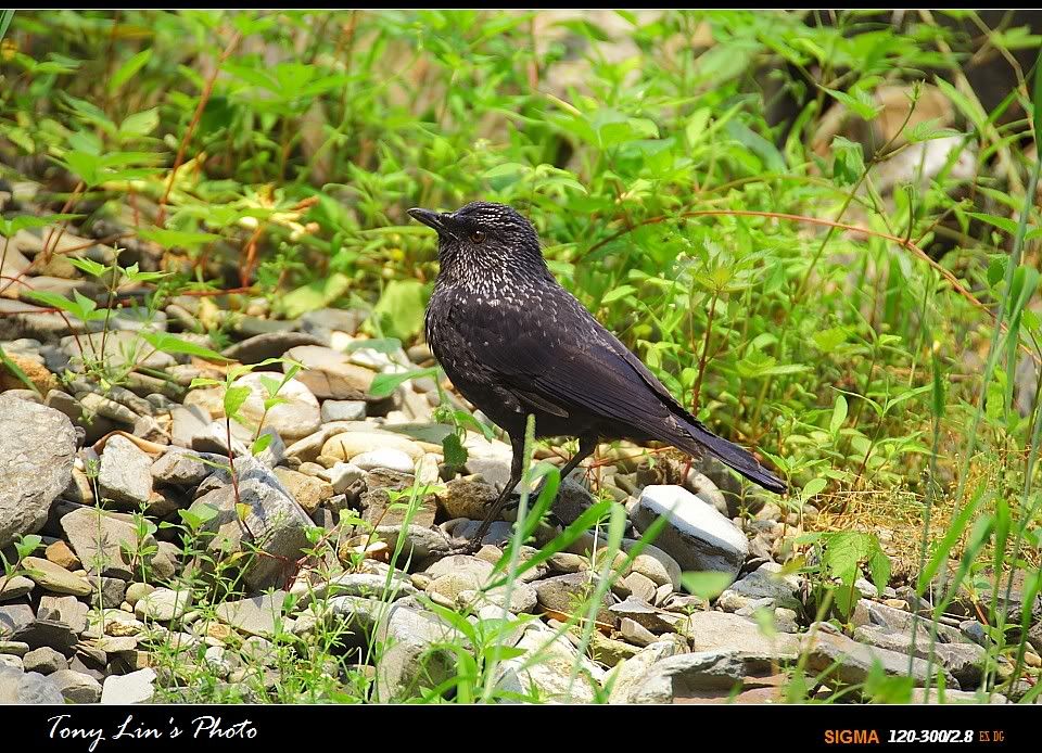http://i1026.photobucket.com/albums/y330/tonylin2010/birds/IMG_7261.jpg