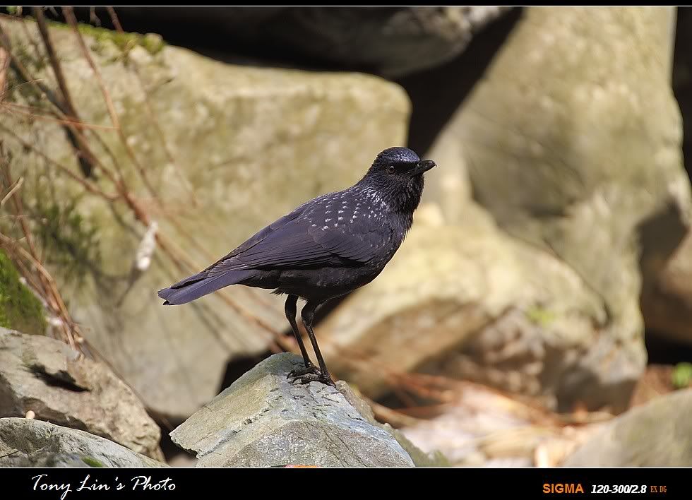 http://i1026.photobucket.com/albums/y330/tonylin2010/birds/IMG_7266.jpg