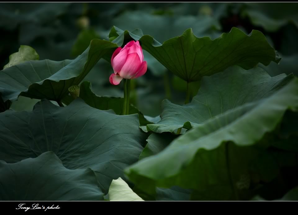 http://i1026.photobucket.com/albums/y330/tonylin2010/nature/011.jpg