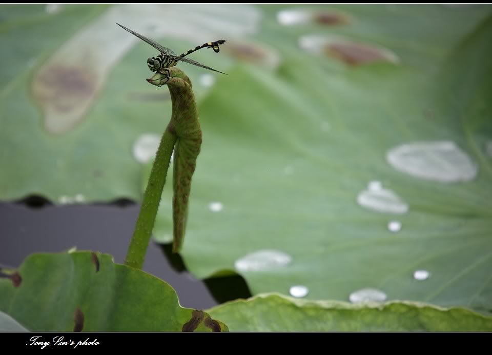 http://i1026.photobucket.com/albums/y330/tonylin2010/nature/014.jpg
