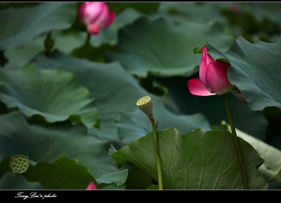 http://i1026.photobucket.com/albums/y330/tonylin2010/nature/020.jpg