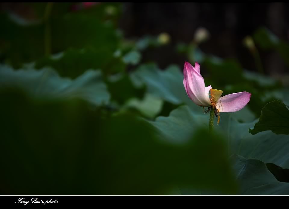 http://i1026.photobucket.com/albums/y330/tonylin2010/nature/030.jpg