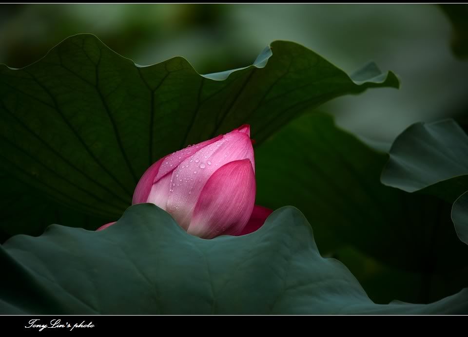 http://i1026.photobucket.com/albums/y330/tonylin2010/nature/034.jpg