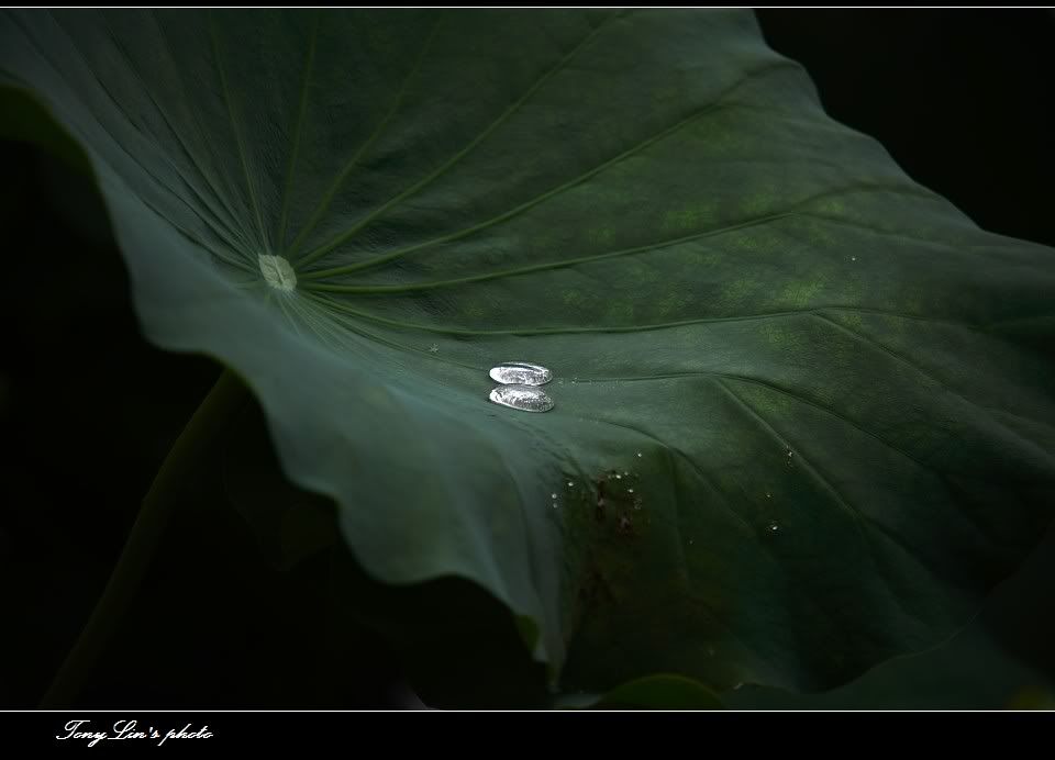 http://i1026.photobucket.com/albums/y330/tonylin2010/nature/036.jpg