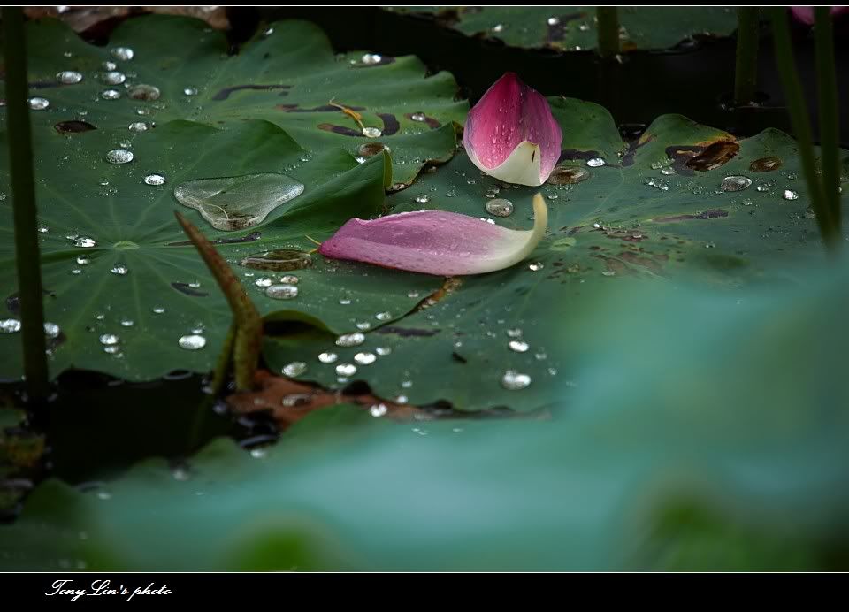 http://i1026.photobucket.com/albums/y330/tonylin2010/nature/039.jpg