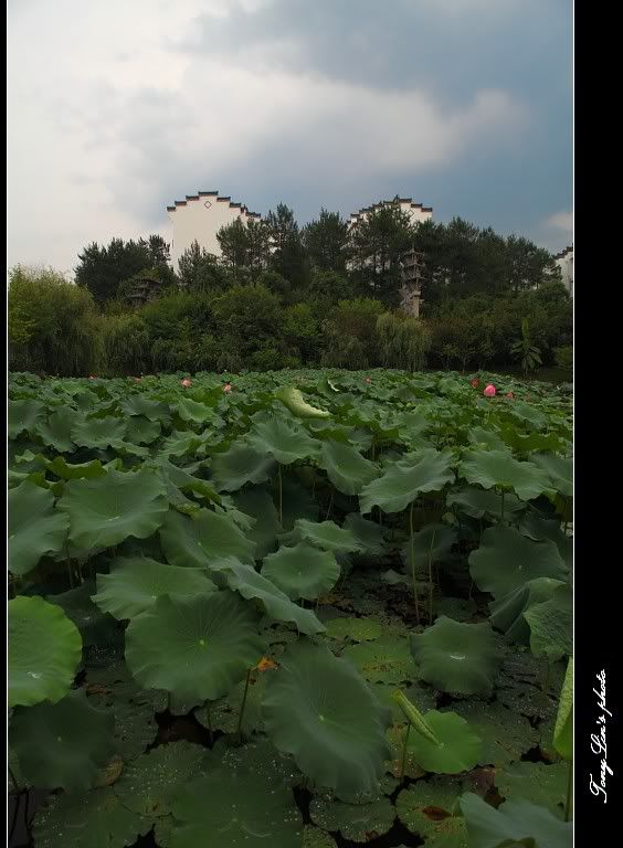 http://i1026.photobucket.com/albums/y330/tonylin2010/nature/049.jpg