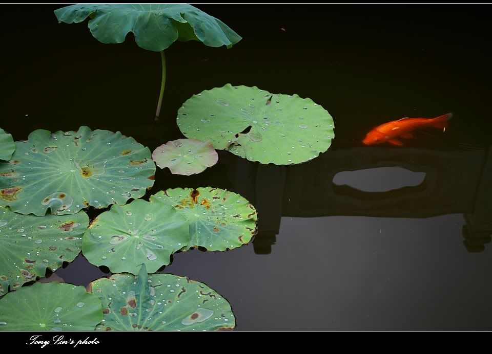http://i1026.photobucket.com/albums/y330/tonylin2010/nature/056.jpg