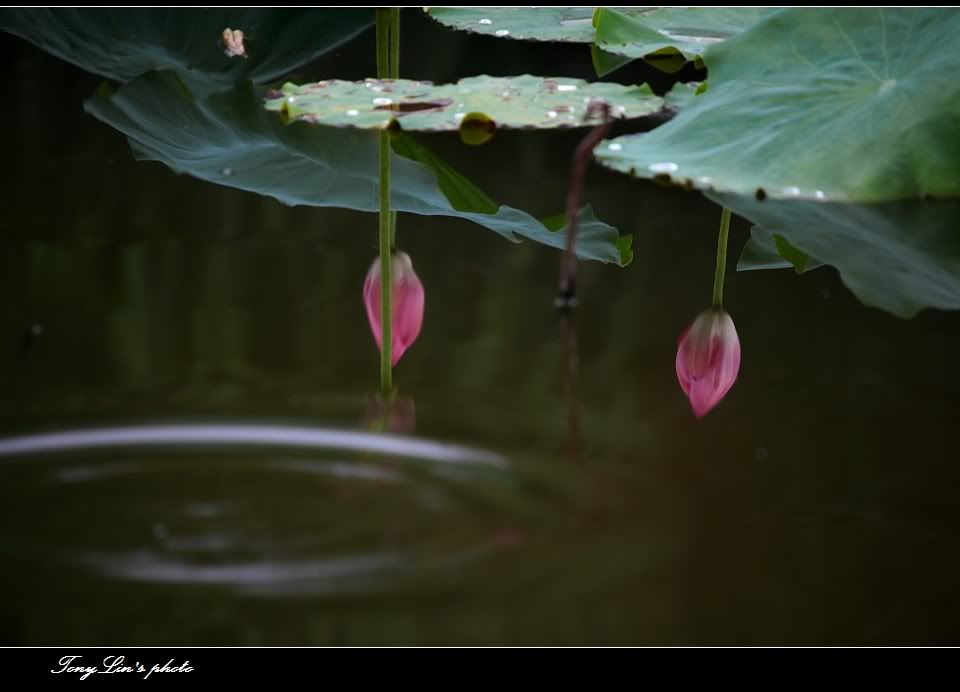 http://i1026.photobucket.com/albums/y330/tonylin2010/nature/142.jpg