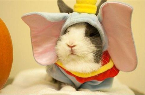 dumbo.png