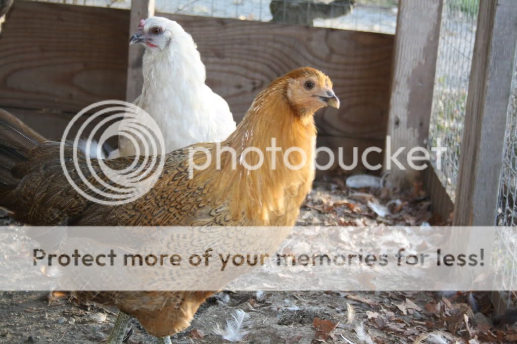 ~~Most Cute Barred Rocks, Easter Eggers,, and Silkies Contest ...